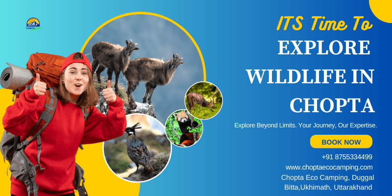 Explore Wildlife In Chopta